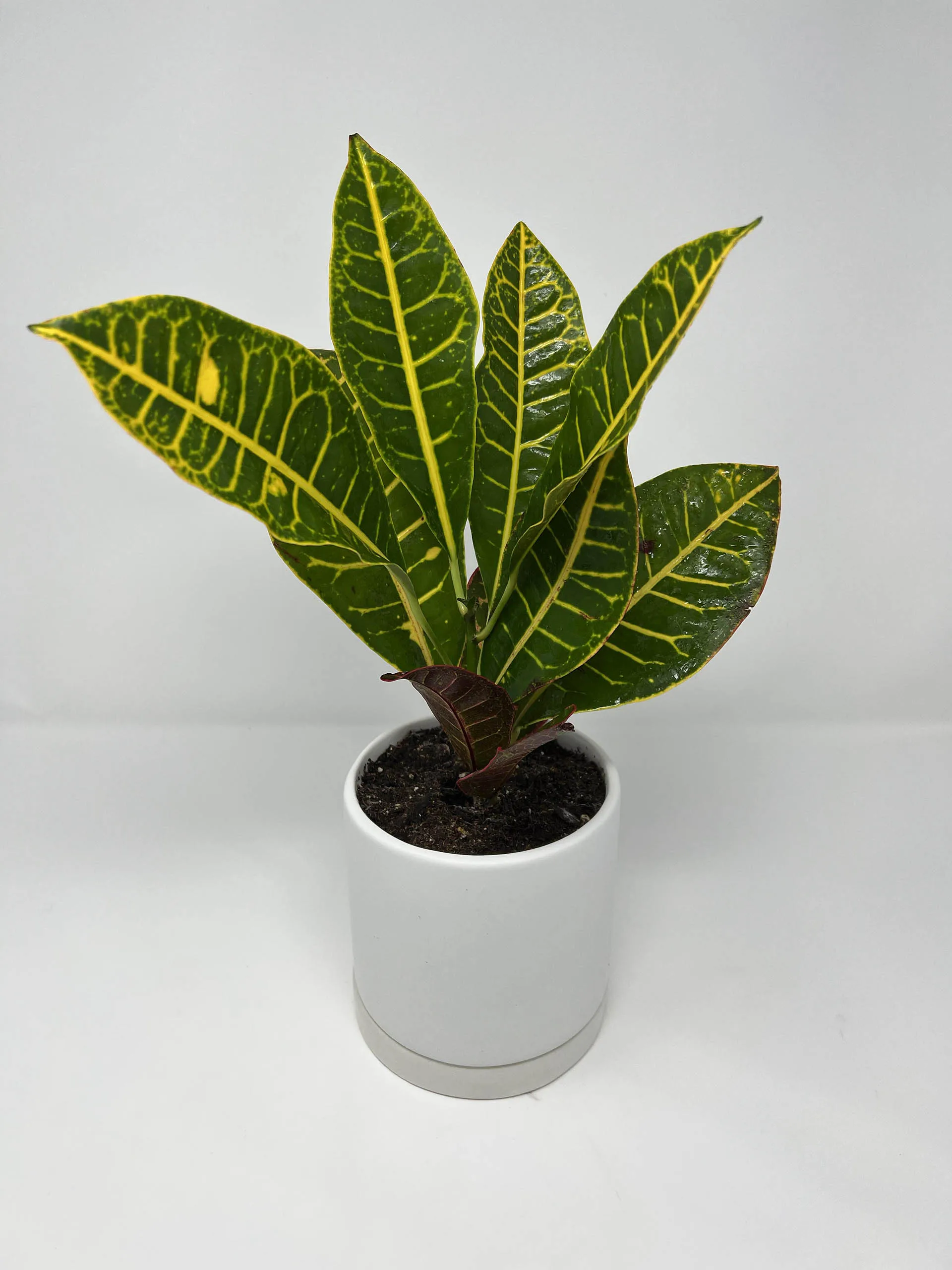 buy Croton Petra Plant in Vancouver