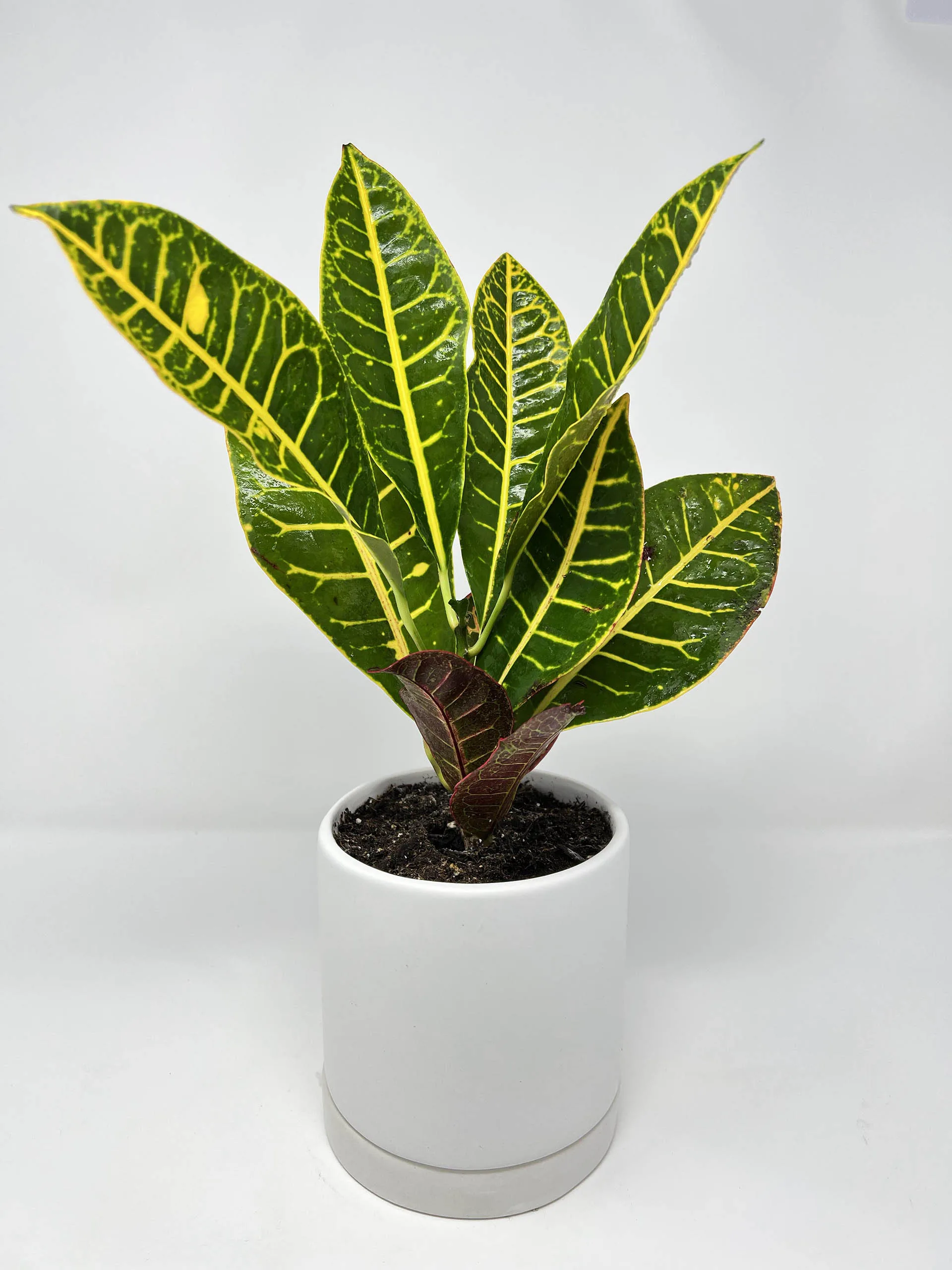 buy Croton Petra Plant in Vancouver