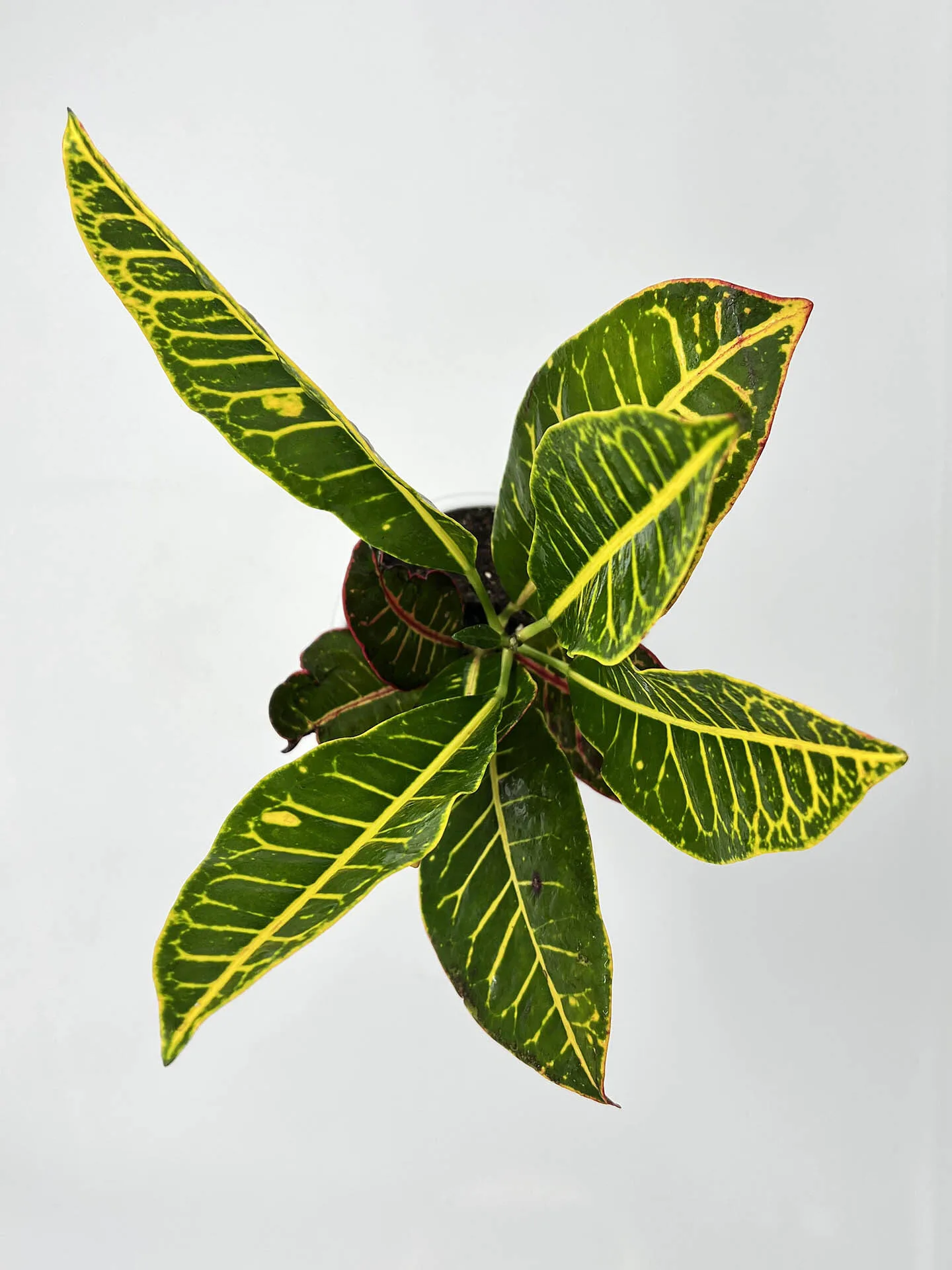 buy Croton Petra Plant in Vancouver