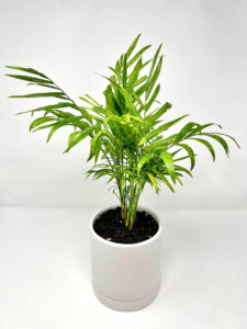 buy Palm Neanthe Bella Plant in Vancouver