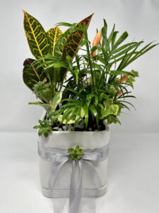 buy Mix Potted Plant in Vancouver