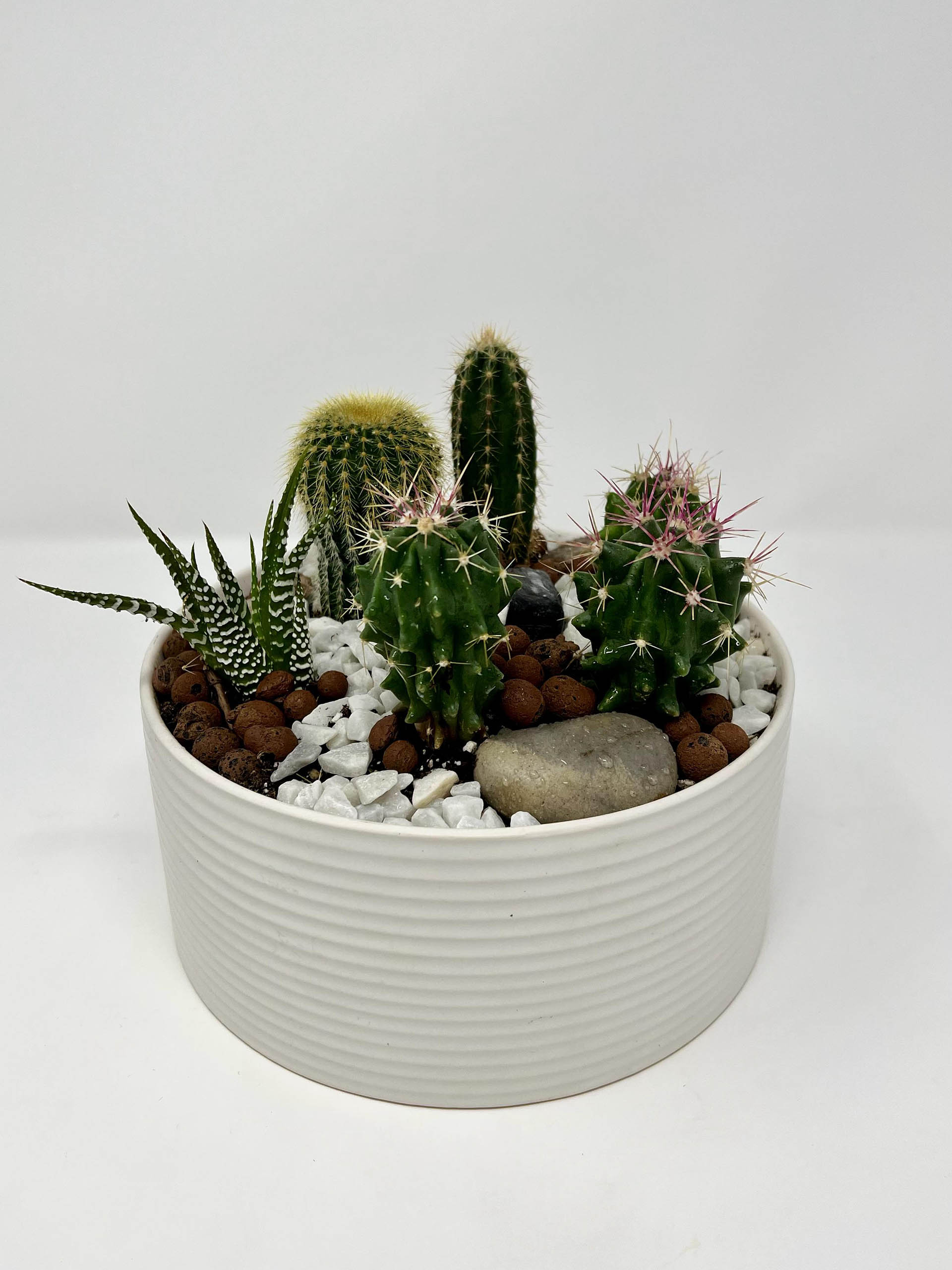 buy Cactus Plant in Vancouver