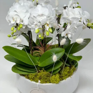 eternal orchid garden Vancouver – white orchids in ceramic planter