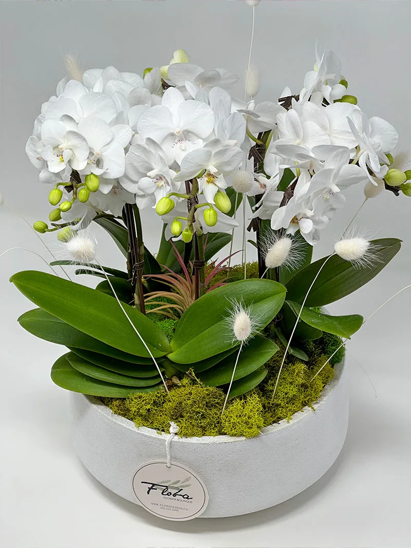 eternal orchid garden Vancouver – white orchids in ceramic planter