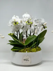 Eternal Orchid Garden Vancouver: White Orchid Planter Gift