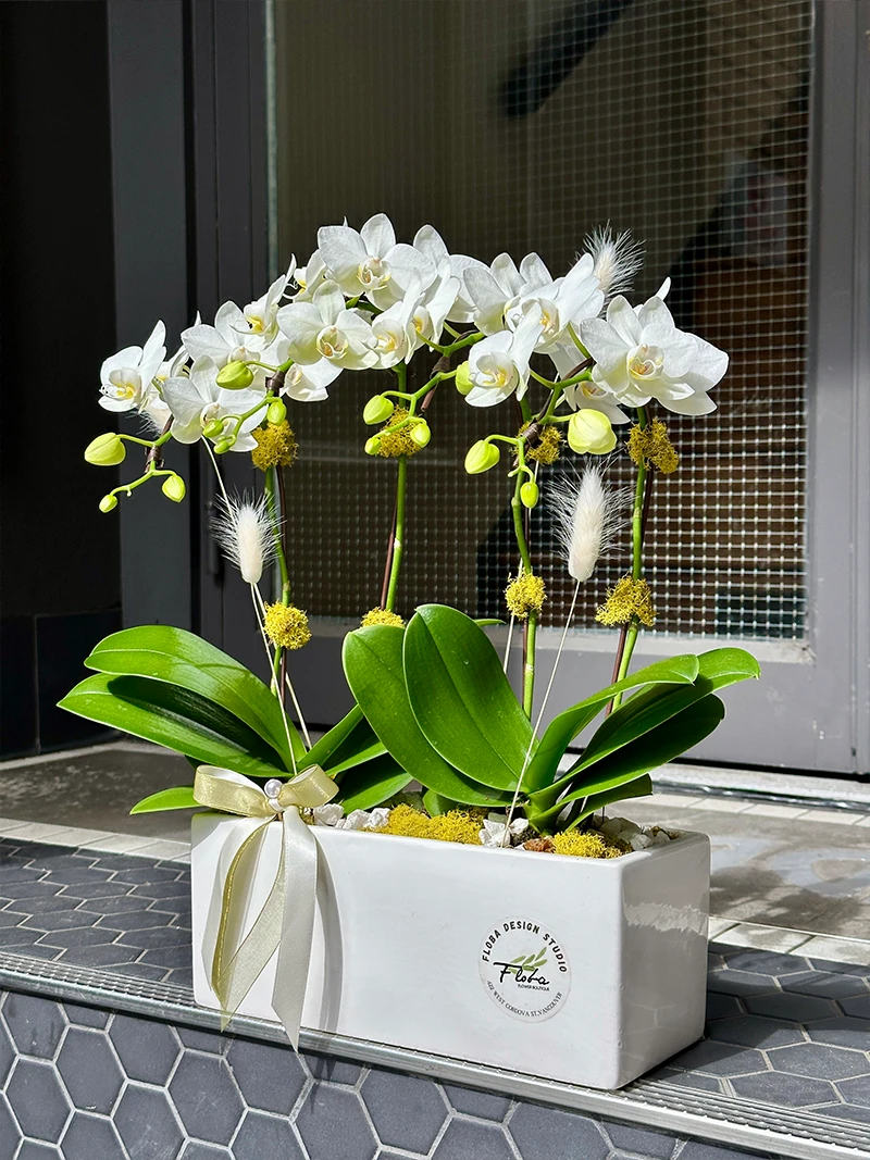 Luxury white phalaenopsis orchid arrangement in modern ceramic planter by Vancouver florist