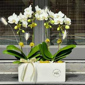 Elegant white phalaenopsis orchid arrangement in modern rectangular planter by Floba Flower Boutique Vancouver