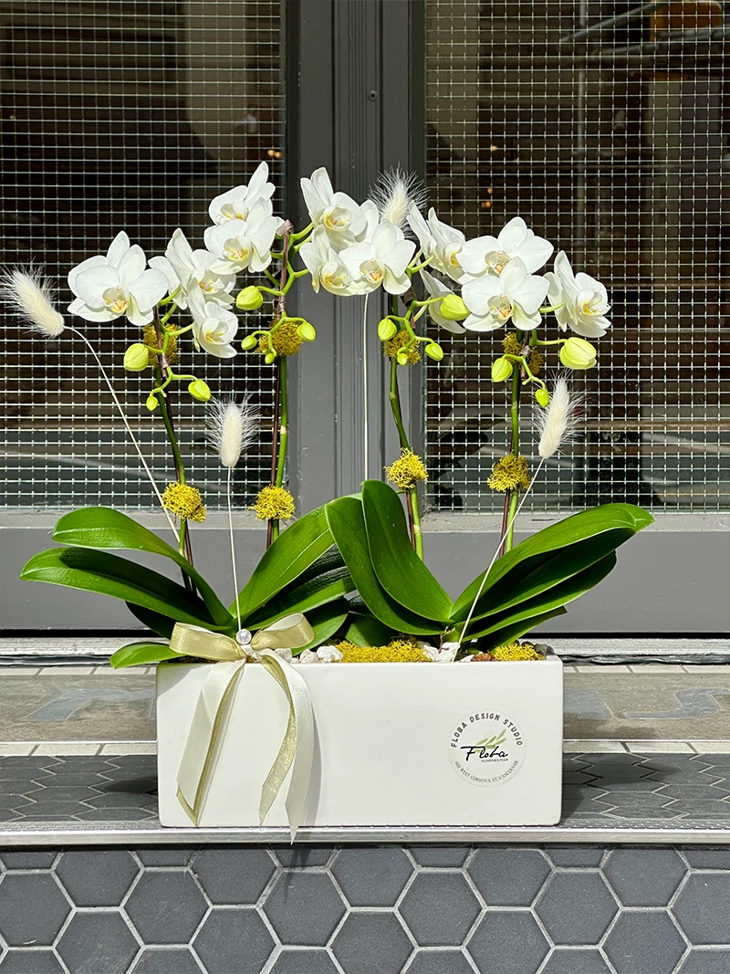 Elegant white phalaenopsis orchid arrangement in modern rectangular planter by Floba Flower Boutique Vancouver