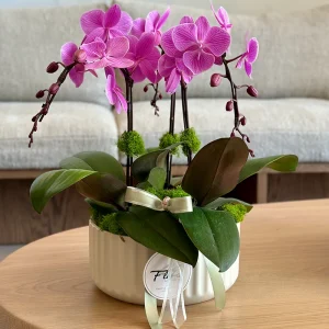 Pink phalaenopsis orchid arrangement in modern ceramic planter