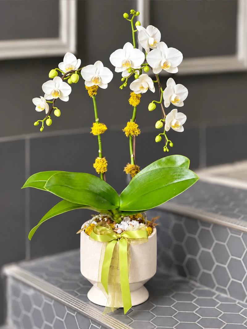 Ivory Grace white Phalaenopsis orchid with open blooms and green buds in a cream ceramic planter