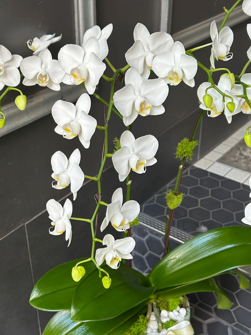 White Phalaenopsis orchid arrangement in sage green ceramic planter