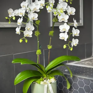 White Phalaenopsis orchid arrangement in sage green ceramic planter