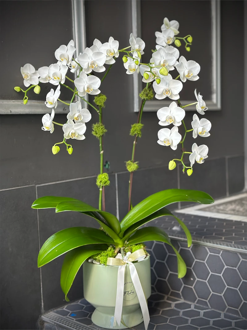 White Phalaenopsis orchid arrangement in sage green ceramic planter